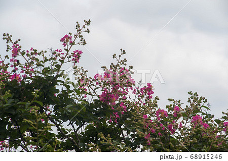 夏 花 サルスベリ 68915246