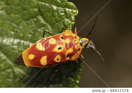 アカギカメムシ 68915378