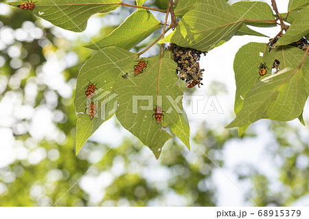 アカギカメムシ 68915379