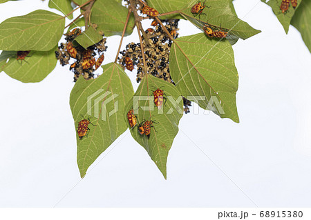 アカギカメムシ 68915380