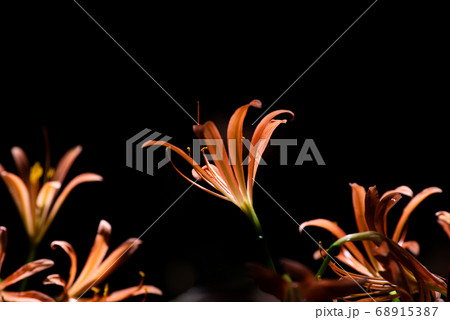 浮かび上がる花　キツネノカミソリ 68915387