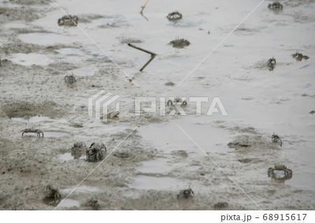 屋外 室外 自然 68915617