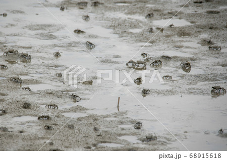 屋外 室外 自然 68915618