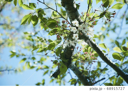 桜 春 68915727