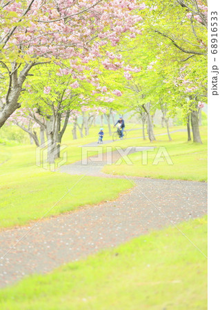 北海道蘭越町で撮影した八重桜の咲くサイクリングロード 68916533