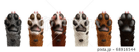 Realistic Dog Paw Set 68916544