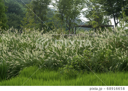 韓国 安山市 大阜島 68916658
