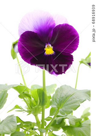 パンジー 紫色の花 明るい背景の写真素材