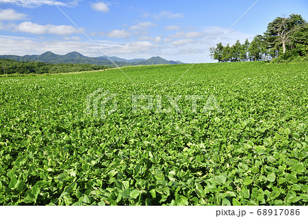北海道厚沢部町で実をつけ始めた小豆畑の夏の風景を撮影 北海道厚沢部町で実をつけ始めた小豆畑の夏の風景を撮影 68917086