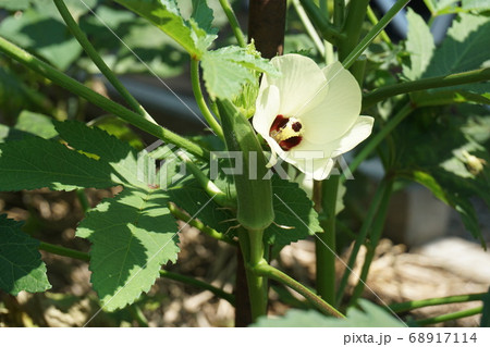 オクラと花 オクラと花 68917114