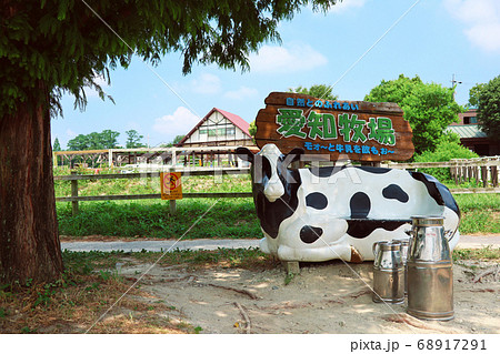 愛知牧場 牛の写真撮影スポット 愛知県日進市 の写真素材