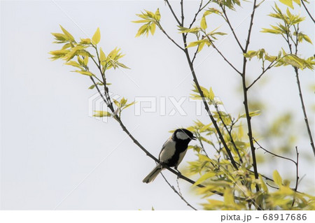 シジュウカラ 68917686