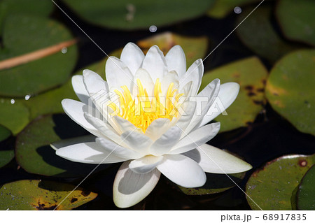 White flower water plants  from Delta Okavango 68917835