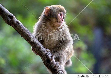 ニホンザル 子供 日本猿の写真素材