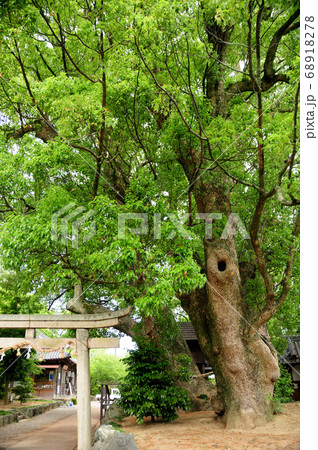 藤白神社の大楠 藤白神社の大楠 68918278