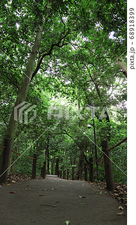 熱田神宮の神秘的な森、こころの小径〈愛知県名古屋市〉 68918399