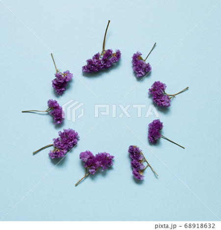 Purple statice flowers on blue background. Floral composition, flat lay, top view, copy space Purple statice flowers on blue background. Floral composition, flat lay, top view, copy space 68918632