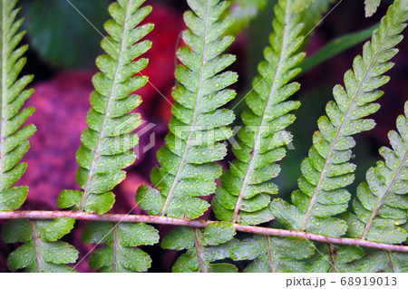 Green fern branch close-up. Background. Beginning Green fern branch close-up. Background. Beginning 68919013