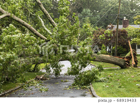 Fallen tree takes wires down with it during storm 68919433