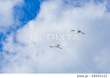 飛んでいる鶴（北海道） 68920122