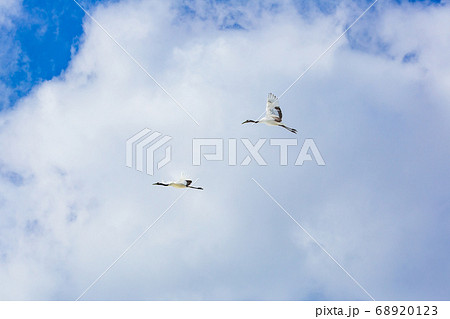 飛んでいる鶴(北海道) 飛んでいる鶴(北海道) 68920123
