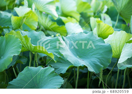 蓮の葉 蓮の葉 68920559