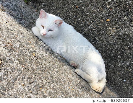 猫の島にいるオッドアイの白猫の写真素材 6637