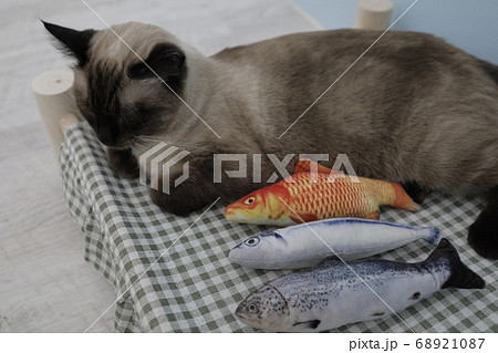 魚と寝る猫の写真素材