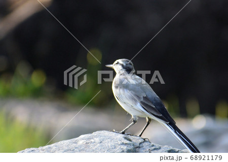ハクセキレイ 68921179