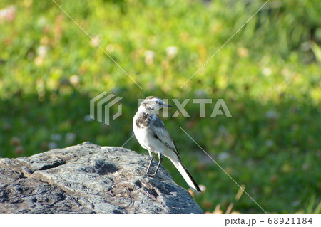 ハクセキレイ 68921184