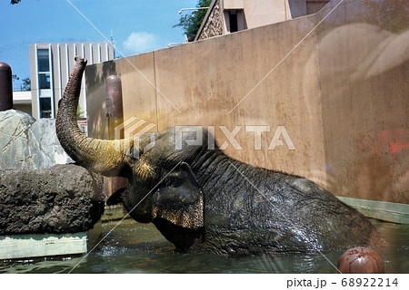 大人気の看板アニマル【アジアゾウ】の水浴び～「日立市かみね動物園」の動物たち大集合 68922214