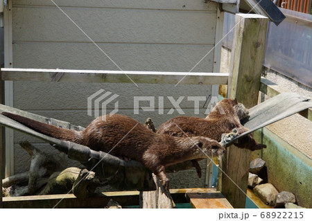 コツメカワウソの可愛いお昼寝タイム 日立市かみね動物園 の動物たち大集合の写真素材