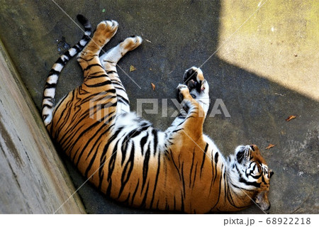 ベンガルトラの無防備なお昼寝姿～「日立市かみね動物園」の動物たち大