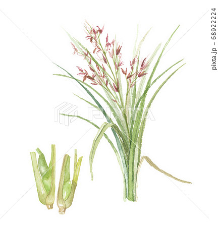 マコモとマコモダケ マコモとマコモダケ 68922224