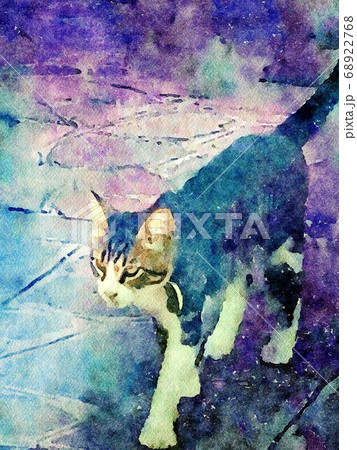 a cat strolling through the small streets of the historic center of Venice 68922768