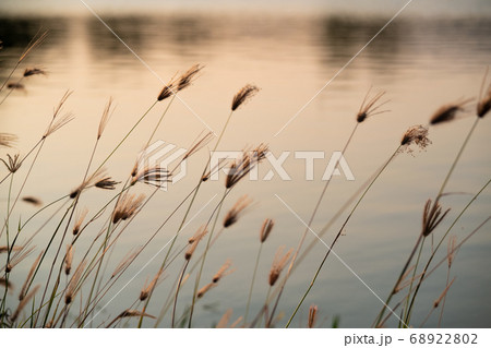 Flower grass on river ,reflected water in evening time 68922802