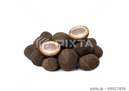 Barometer earthstar or Hygroscopic earthstar 68922856