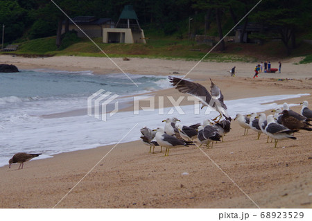 カモメ 雛の群れ 海岸の風景の写真素材