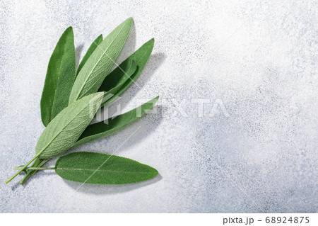 Sage leaves (Salvia officinalis) on grey textured 68924875