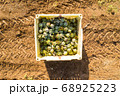 Aerial image of rows of ripe Artichokes in a field. 68925223