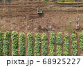 Aerial image of rows of ripe Artichokes in a field. 68925227