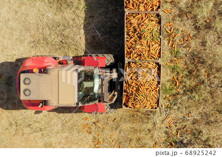 Forklift loading pallets of fresh picked Carrots onto a trailer Forklift loading pallets of fresh picked Carrots onto a trailer 68925242