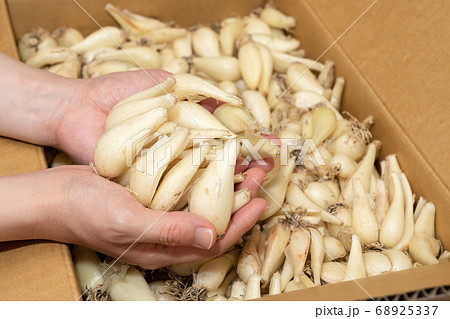 ダンボールから根付きらっきょうを掬う らくだ (6月) 女性の手 ダンボールから根付きらっきょうを掬う らくだ (6月) 女性の手 68925337