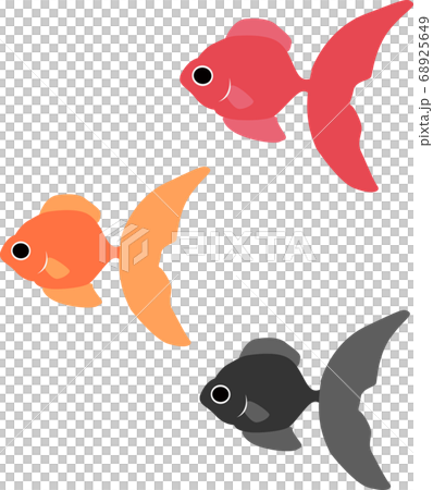 Illustration material Goldfish Goldfish scooping summer festival fish vector Illustration material Goldfish Goldfish scooping summer festival fish vector 68925649