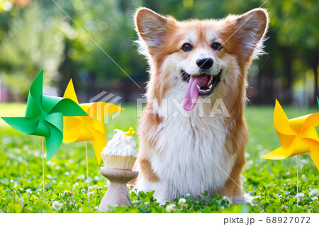 corgi fluffy portrait corgi fluffy portrait 68927072