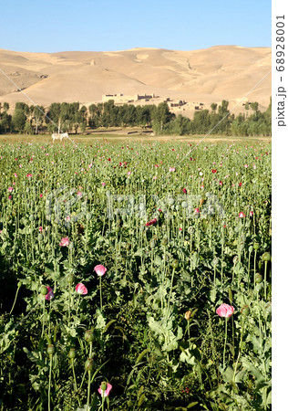 Dowlat Yar, Ghor Province in Afghanistan with poppy field. Poppy farming near the town of Dowlatyar in Central Afghanistan. Close up view of the poppies with a donkey and a backdrop of trees and hills Dowlat Yar, Ghor Province in Afghanistan with poppy field. Poppy farming near the town of Dowlatyar in Central Afghanistan. Close up view of the poppies with a donkey and a backdrop of trees and hills 68928001