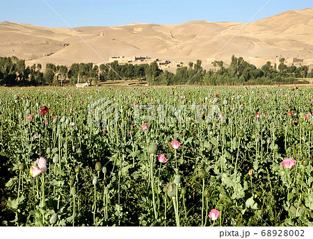 Dowlat Yar, Ghor Province in Afghanistan with poppy field. Poppy farming near the town of Dowlatyar in Central Afghanistan. Close up view of the poppies with a donkey and a backdrop of trees and hills Dowlat Yar, Ghor Province in Afghanistan with poppy field. Poppy farming near the town of Dowlatyar in Central Afghanistan. Close up view of the poppies with a donkey and a backdrop of trees and hills 68928002