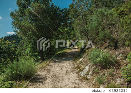 Dirt road over rocky terrain covered by trees Dirt road over rocky terrain covered by trees 68928053