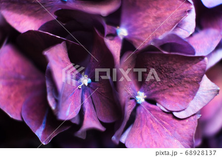 Blurred background for wrapping perfumes. 68928137