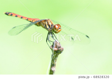 ナツアカネ（メス） 68928320